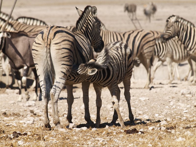Etosha National Park, Zebra